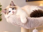 Ragdoll kačiukai, skuduriukai, Regdoll - nuotraukos Nr. 2