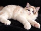 Ragdoll kačiukai, skuduriukai, Regdoll - nuotraukos Nr. 3