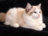 Ragdoll kačiukai, skuduriukai, Regdoll - nuotraukos Nr. 4