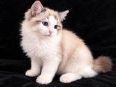 Ragdoll kačiukai, skuduriukai, Regdoll - nuotraukos Nr. 5