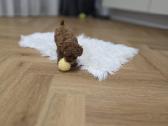 Toy pudelio mergytė - nuotraukos Nr. 5