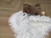 Toy pudelio mergytė - nuotraukos Nr. 9