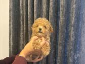 Maltipoo mažyliai - nuotraukos Nr. 4