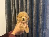Maltipoo mažyliai - nuotraukos Nr. 5