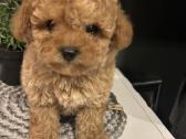 Maltipoo mažyliai - nuotraukos Nr. 3