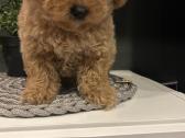 Maltipoo mažyliai - nuotraukos Nr. 6