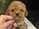 Maltipoo mažyliai - nuotraukos Nr. 2