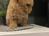 Maltipoo mažyliai - nuotraukos Nr. 7