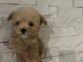 Maltipoo mažyliai - nuotraukos Nr. 8