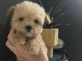 Maltipoo mažyliai - nuotraukos Nr. 9