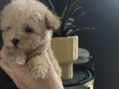 Maltipoo mažyliai - nuotraukos Nr. 10