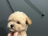 Maltipoo mažyliai - nuotraukos Nr. 11