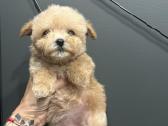 Maltipoo mažyliai - nuotraukos Nr. 12