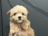 Maltipoo mažyliai - nuotraukos Nr. 13