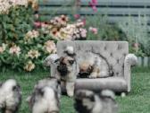 Volfšpicai (keeshond) gimė 08-03(liko 1 patinėlis) - nuotraukos Nr. 2