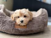 Maltipoo