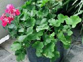 Dovanoju pelargonijų krūmus ir florofitum - nuotraukos Nr. 2
