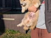 Welsh corgi pembroke fluffy boy - nuotraukos Nr. 2