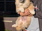 Welsh corgi pembroke fluffy boy - nuotraukos Nr. 3