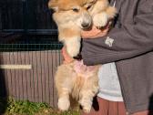 Welsh corgi pembroke fluffy boy - nuotraukos Nr. 4