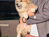 Welsh corgi pembroke fluffy boy - nuotraukos Nr. 5