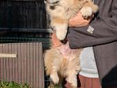 Welsh corgi pembroke fluffy boy - nuotraukos Nr. 6