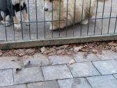 Welsh corgi pembroke fluffy boy - nuotraukos Nr. 7
