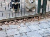 Welsh corgi pembroke fluffy boy - nuotraukos Nr. 8