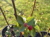 Parduodami Gervuogių krūmų sodinukai - nuotraukos Nr. 2