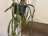 Rhipsalis Pentaptera - nuotraukos Nr. 2