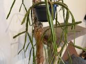 Rhipsalis Pentaptera - nuotraukos Nr. 3