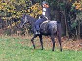 Apaloosa kumelė 3,5 m. - nuotraukos Nr. 11
