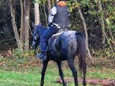 Apaloosa kumelė 3,5 m. - nuotraukos Nr. 12