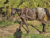 Apaloosa kumelė 3,5 m. - nuotraukos Nr. 13