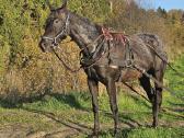 Apaloosa kumelė 3,5 m. - nuotraukos Nr. 14