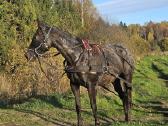 Apaloosa kumelė 3,5 m. - nuotraukos Nr. 15