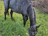 Apaloosa kumelė 3,5 m. - nuotraukos Nr. 16
