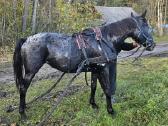 Apaloosa kumelė 3,5 m. - nuotraukos Nr. 17