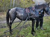 Apaloosa kumelė 3,5 m. - nuotraukos Nr. 18
