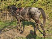 Apaloosa kumelė 3,5 m. - nuotraukos Nr. 19