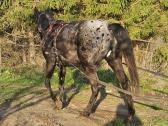 Apaloosa kumelė 3,5 m. - nuotraukos Nr. 20