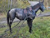 Apaloosa kumelė 3,5 m. - nuotraukos Nr. 21