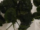 Akvariumo augalai Anubias - nuotraukos Nr. 2