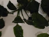 Akvariumo augalai Anubias - nuotraukos Nr. 3