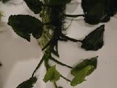 Akvariumo augalai Anubias - nuotraukos Nr. 4