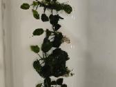 Akvariumo augalai Anubias - nuotraukos Nr. 6