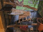 Dovanojama degu - nuotraukos Nr. 2
