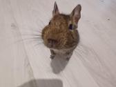 Parduodami degu broliukai kartu su narvu - nuotraukos Nr. 5
