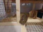 Parduodami degu broliukai kartu su narvu - nuotraukos Nr. 6
