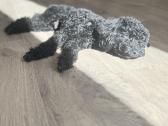 Toy pudelis pasimatymams - nuotraukos Nr. 2